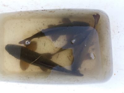 Tench ×4