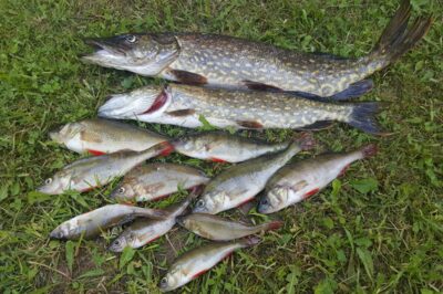 Northern Pike ×2 — Arinas