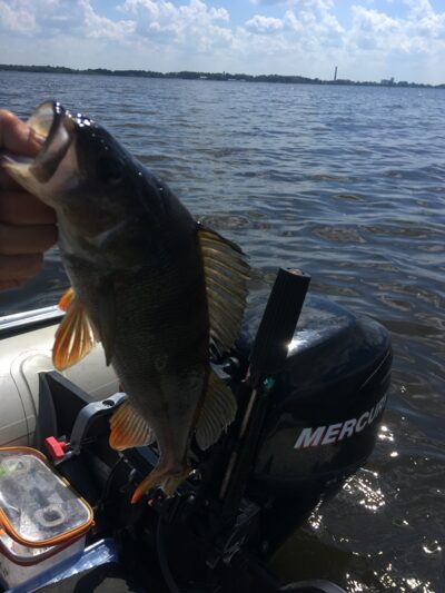 Eurasian perch