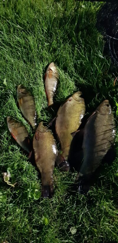 Tench