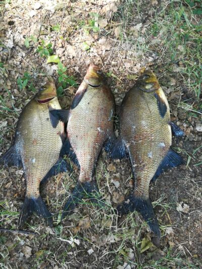 Carp bream ×3 — Dūriai