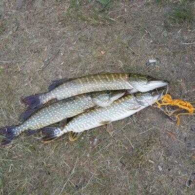 Northern Pike ×3 — Šventoji