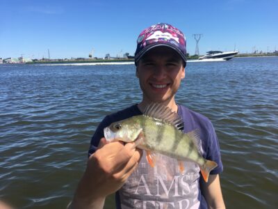 Eurasian perch