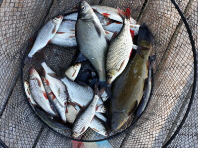 Tench, 0.6 kg