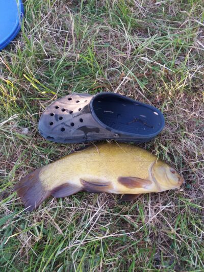 Tench, 0.7 kg