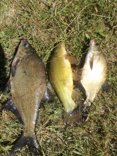 Carp bream ×3