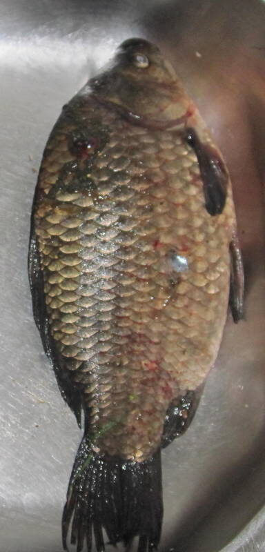 Prussian carp, 1.2 kg