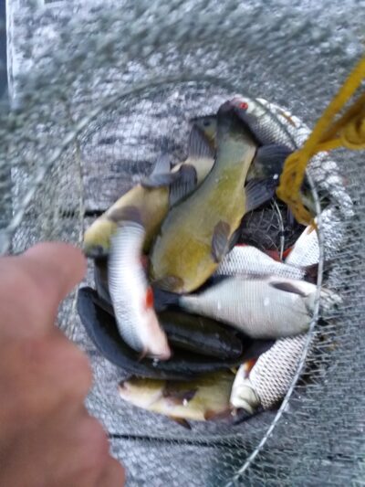Tench ×6