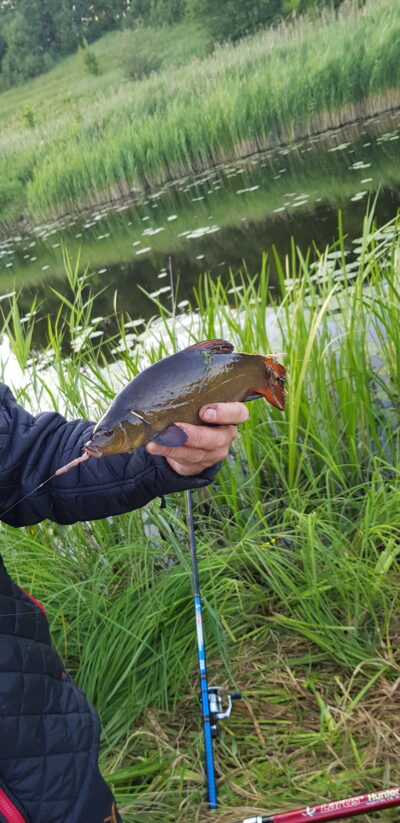 Tench
