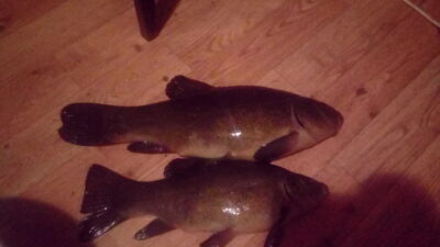 Tench ×2