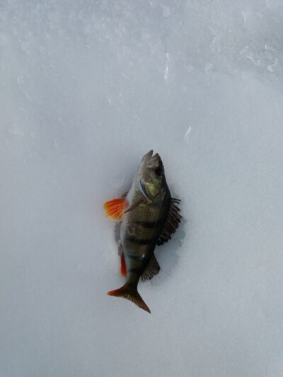 Eurasian perch, 1.1 kg