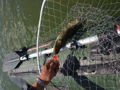 Northern Pike, 1.4 kg