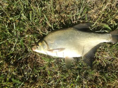 Carp bream