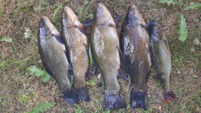 Tench