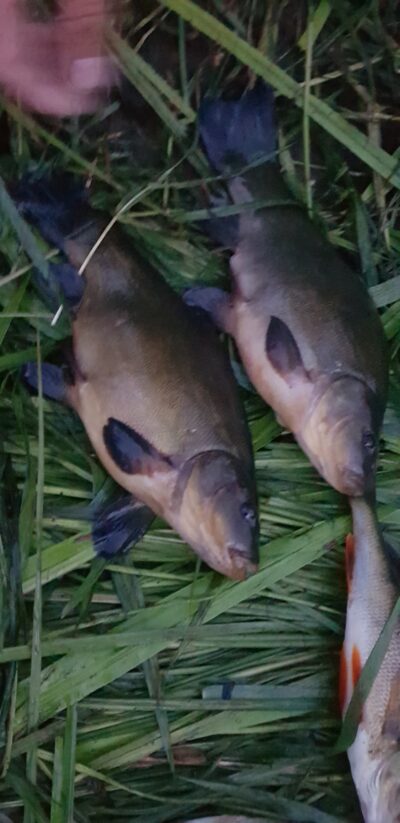 Tench