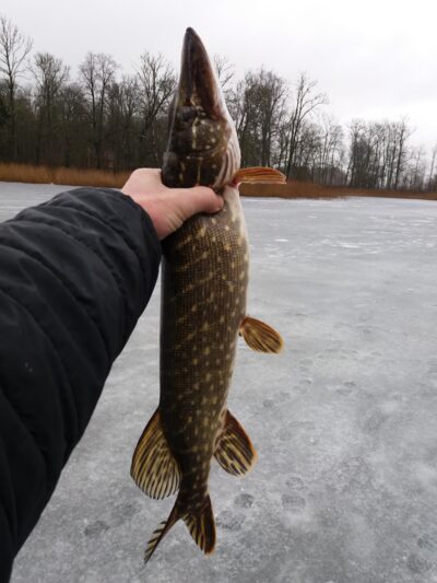 Northern Pike, 1.8 kg