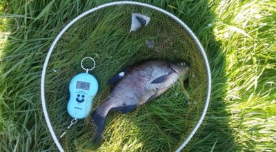 Carp bream