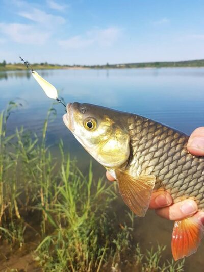 chub, 0.8 kg