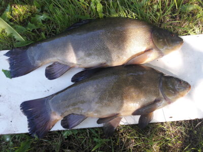Tench, 1.9 kg — Vėjinės