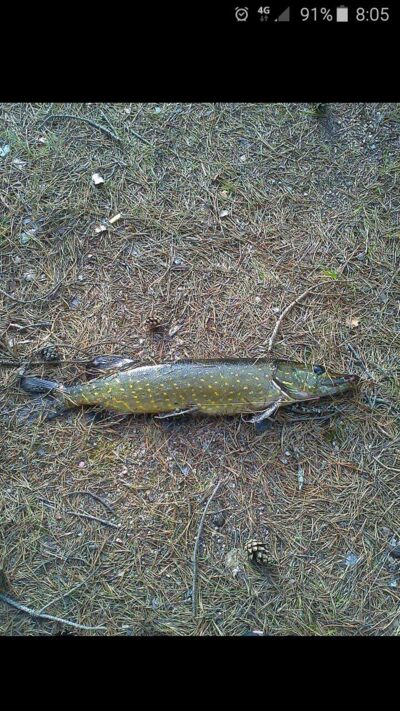 Northern Pike, 1.0 kg