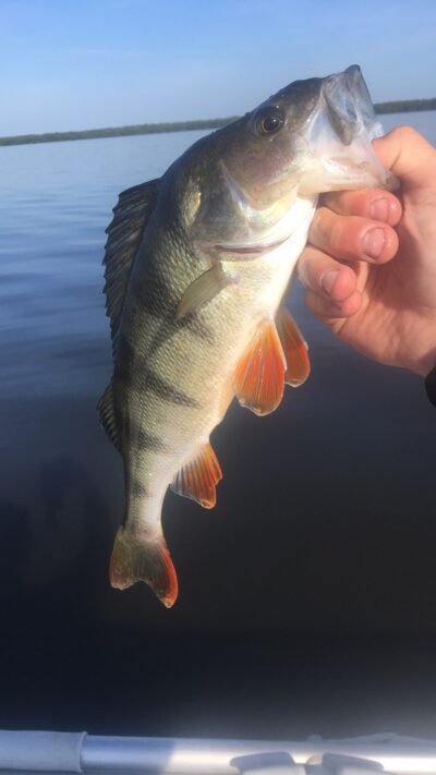 Eurasian perch