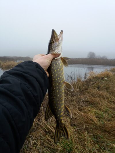 Northern Pike