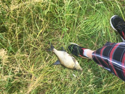 Carp bream, 0.9 kg — Rubikių