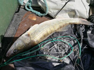 Pike perch, 1.7 kg