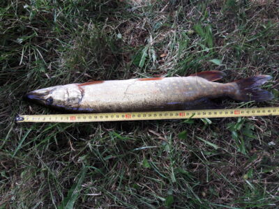 Northern Pike, 0.8 kg — Vėjinės
