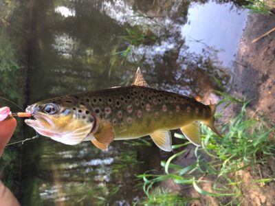 Brown Trout ×11