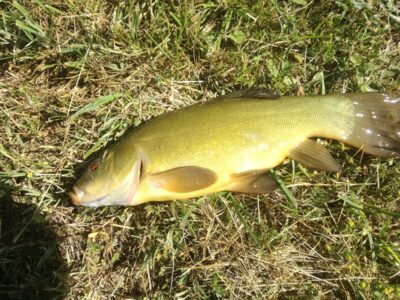 Tench