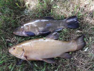 Tench, 1.5 kg — Vėjinės