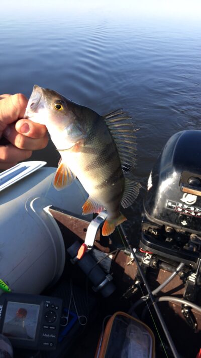 Eurasian perch