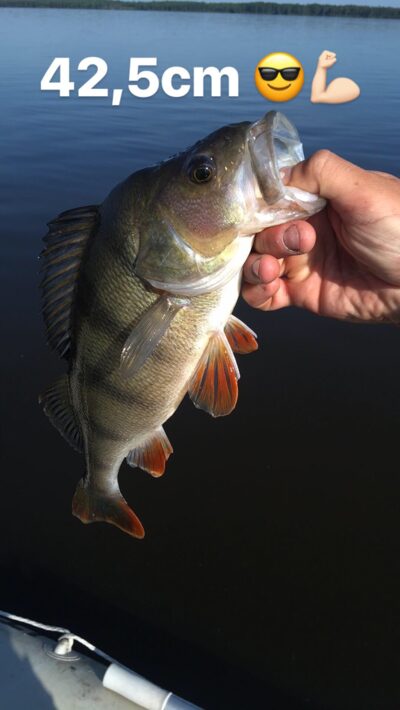 Eurasian perch, 1.2 kg