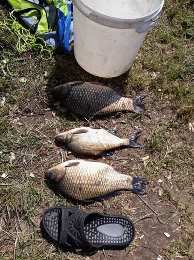 Prussian carp ×2 — Tverų
