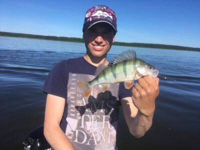 Eurasian perch