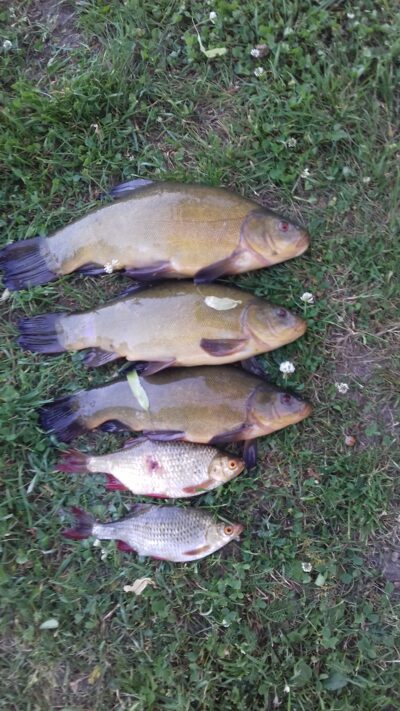 Tench ×3