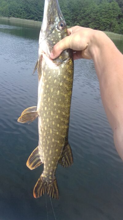 Northern Pike, 2.0 kg