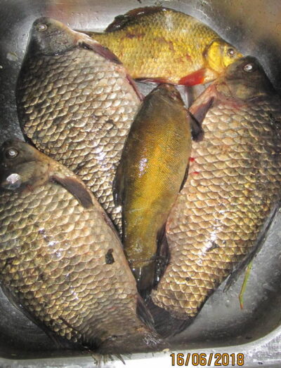 Sidabrinis karosas ×5