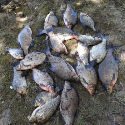 Carp bream ×19 — Kaunas reservoir