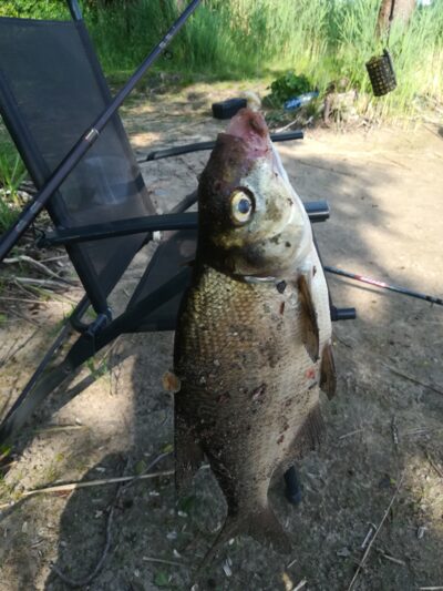Carp bream, 1.4 kg