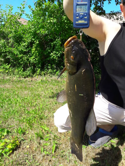 Tench, 1.9 kg — Vėjinės