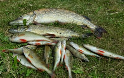 Northern Pike — Arinas