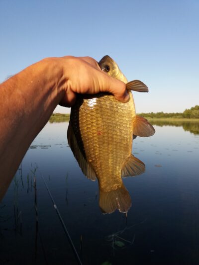 Crucian carp