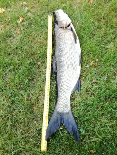 Asp, 1.8 kg — Kaunas reservoir
