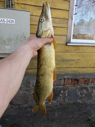 Northern Pike, 1.5 kg