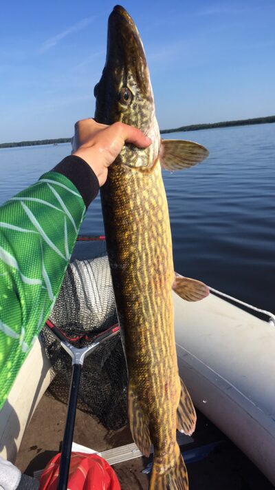 Northern Pike, 3.2 kg