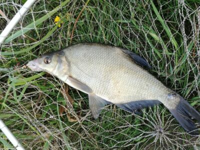 Carp bream