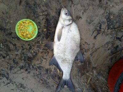 Carp bream, 0.5 kg