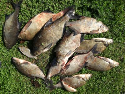 Carp bream ×11